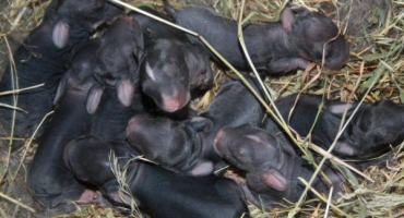 Když zajíčci vylézají z hnízda